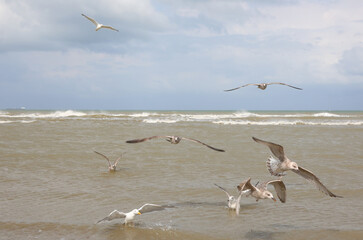 large seagulls flying over the sea In search of food and small fish
