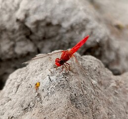 dragonfly on a rock