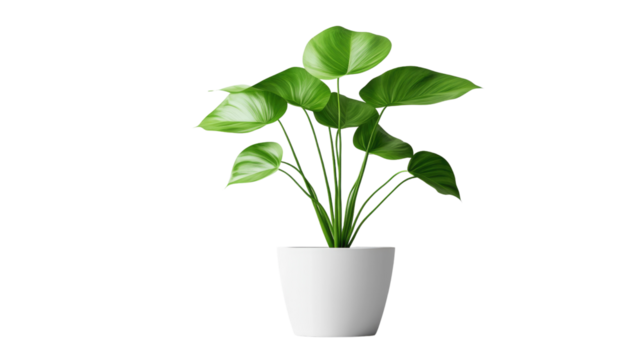Monstera in a pot isolated on white background. PNG file with transparent background