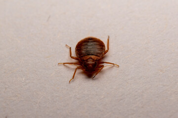 Bedbug
