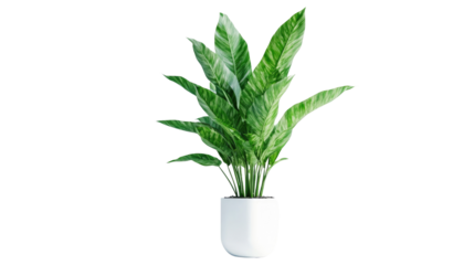 Brown earthen flower pot with green plant isolated on white background. PNG file with transparent background