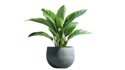 Brown earthen flower pot with green plant isolated on PNG file with transparent background