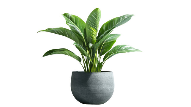 Fototapeta Brown earthen flower pot with green plant isolated on PNG file with transparent background