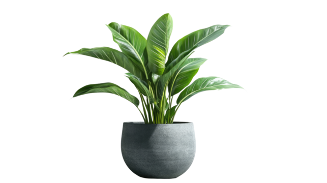 Brown earthen flower pot with green plant isolated on PNG file with transparent background
