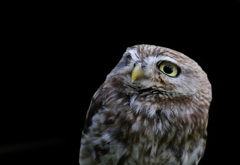 owl predatory nocturnal bird with yellow eyes looking curiously and completely black background