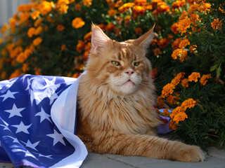 A red Maine Coon cat lying in a garden under the flag of the USA.