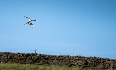 Curlews in the Eden valley 