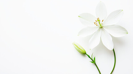 Close-up of white lily flower and its unopened bud against light background