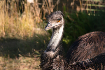 Close-up of the head of an Emu against plain green background