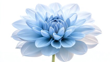 Obraz premium Delicate blue flower bloom with soft petals, capturing tranquility and elegance in its vibrant hues and gentle curves.