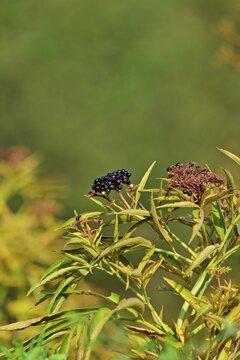 Zwerg-Holunder (Sambucus ebulus) im Herbst, vertikal