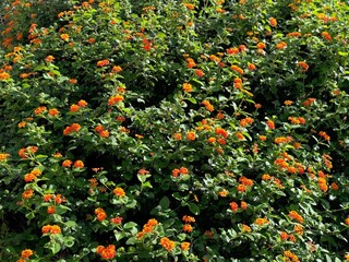 Lantana camara verbena shrub, red orange flowers.