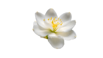 white flower Splash on a white isolated background. Generative AI.