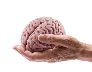 Human brain on senior hand isolated on white background