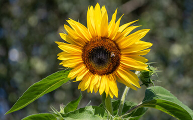 Obraz premium sunflower in the garden