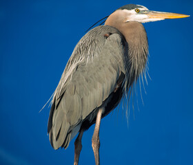 The striated heron, Butorides striata, or mangrove heron, little green heron or green-backed heron. Clearwater Beach, Florida, USA, 2019