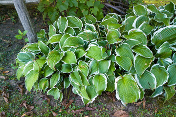A lush cluster of vibrant green hostas with unique white edges, creating a striking contrast against the surrounding earthy tones. Perfect for nature lovers and gardening enthusiasts.
