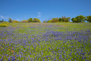 Dallas Bluebonnets On Hillside