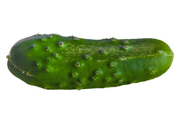 One ripe green cucumber isolate on a white background.