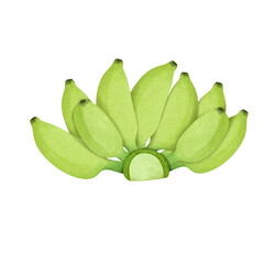 cultivated banana illustration