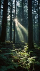 Fototapeta premium Forest path with beams of sunlight filtering through the trees in a tranquil setting