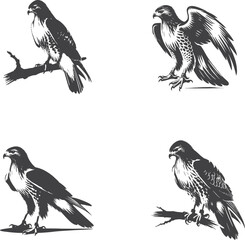 Stunning Red-tailed Hawk in a Sitting Pose: Captivating Wildlife Illustration