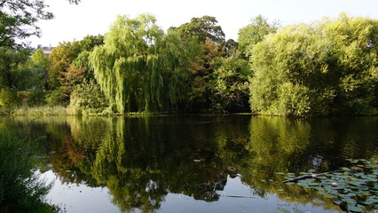 trees reflected in water