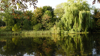 reflection of trees in water