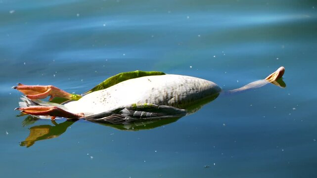 dead bird in the water