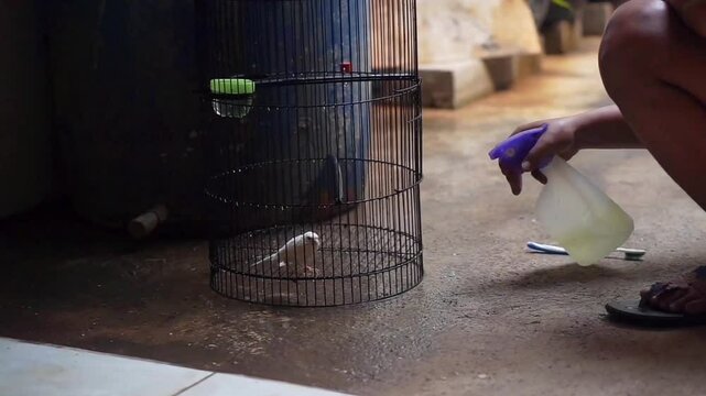 A man is spraying birds in a caged Canary.
