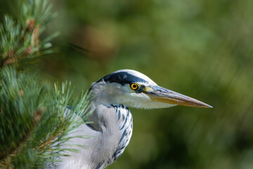 close up of a grey heron in an evergreen tree
