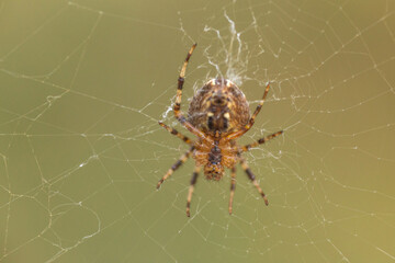 spider on the web