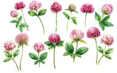 watercolor Clover flower set isolated from the white background