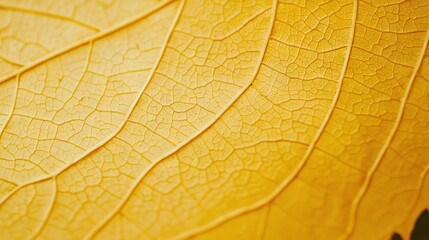Obraz premium A close-up of a yellow leaf's veins, revealing the leaf's internal structure