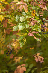 autumn leaves on a tree