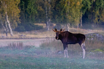 moose in the forest