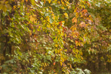 autumn leaves on a tree
