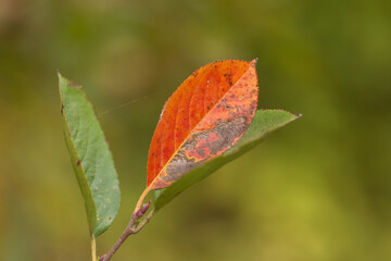 autumn leaves on a tree