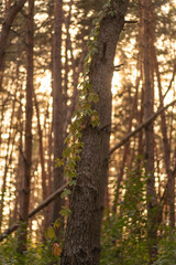 Naklejka premium sunlight in the forest