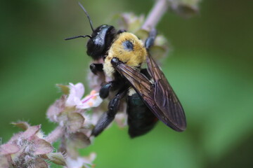 bee on a yellow flower