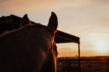 Horse Ears 