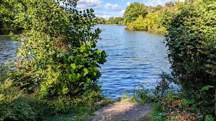 small river in the forest