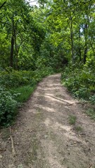 path in the woods