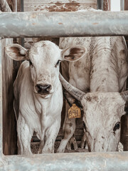 cow and calf  © Lauren