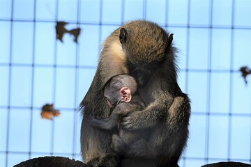 A Parents Love