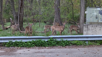 deer in the woods