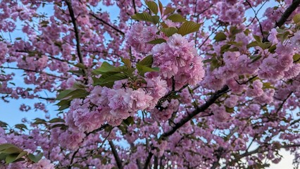 cherry blossom