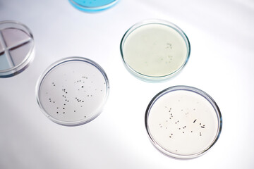 Top view of three glass petri dishes with bacteria in transparent liquid on light table in laboratory of scientific research service, copy space