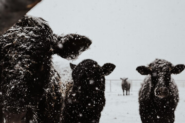 cows in snow