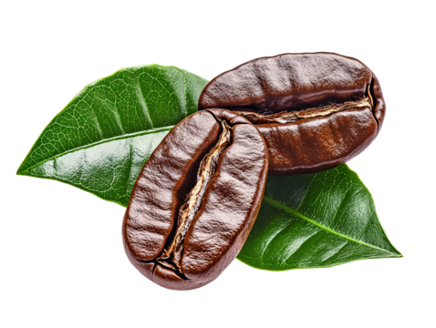 a coffee beans and leaves